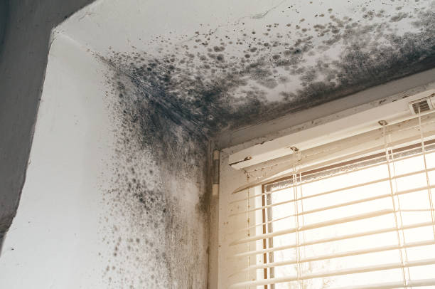 Affordable Bathroom Mold Removal solutions in Westville, IL